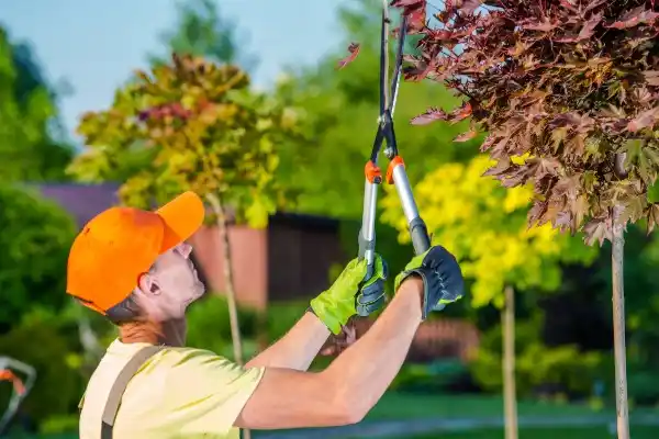 tree services Provincia Villas